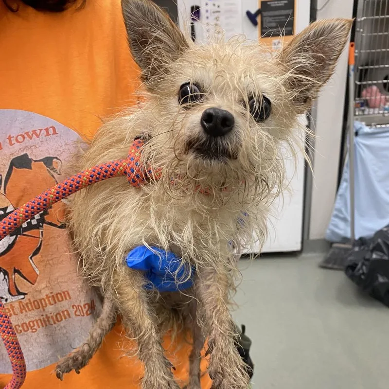 An adult small-sized female Terrier dog named WAGSStray for adoption in Westminster, CA