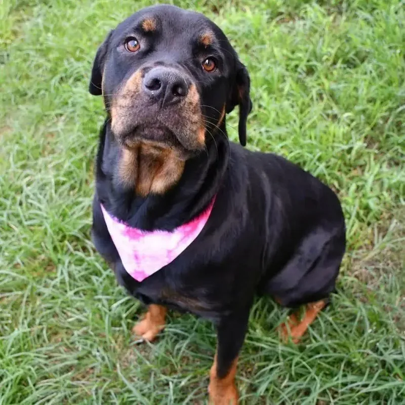 A young large-sized female Rottweiler dog named Peaches for adoption in Polk, OH
