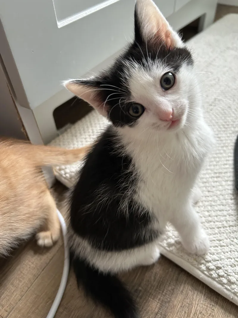 A baby medium-sized male White Domestic Short Hair cat named Moose Tracks for adoption in Cleveland, OH