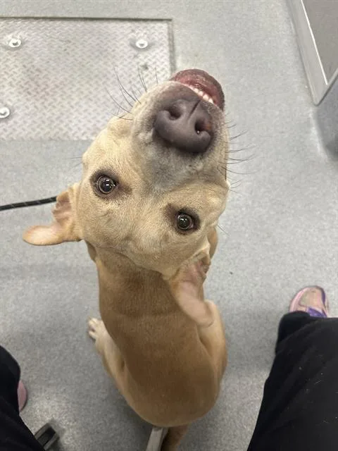 An adult medium-sized female Pit Bull Terrier dog named Sweet Girl for adoption in Indianapolis, IN