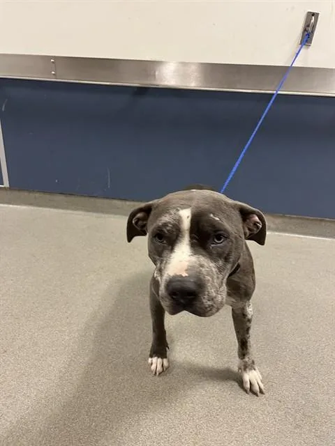 An adult medium-sized female American Bulldog dog named Queen for adoption in Miami, FL