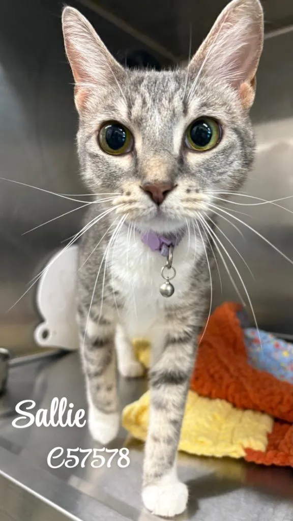 A young medium-sized female Domestic Short Hair cat named Sallie for adoption in Clarksville, TN