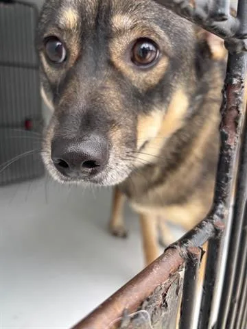 A young large-sized female German Shepherd Dog dog named Bella for adoption in Houston, TX