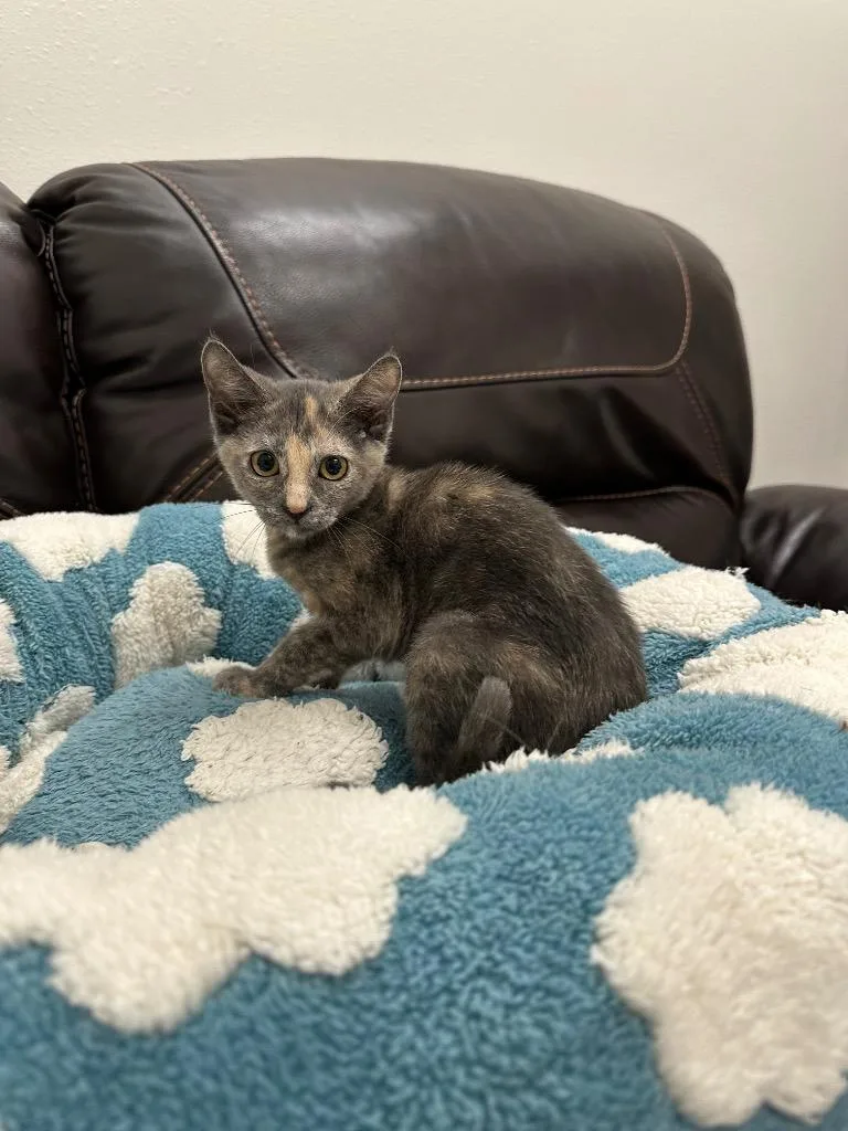 A baby small-sized female Domestic Short Hair cat named Megan for adoption in Newberg, OR