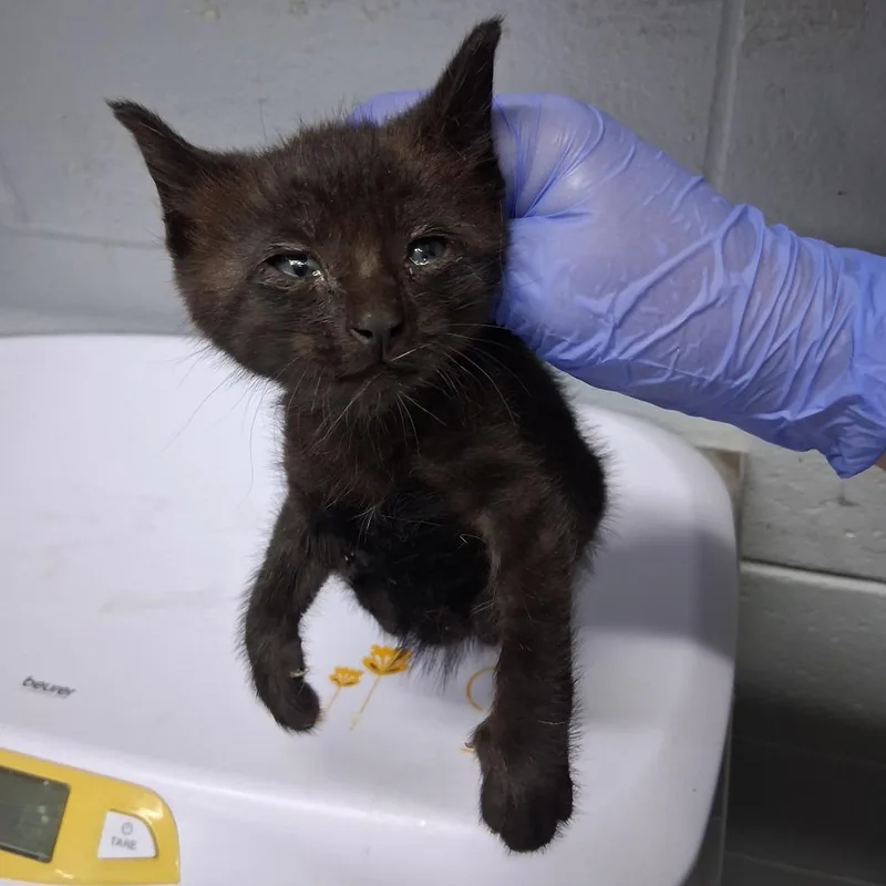 A baby small-sized male Black Domestic Short Hair cat named Redwood @ Azalea Square for adoption in Summerville, SC