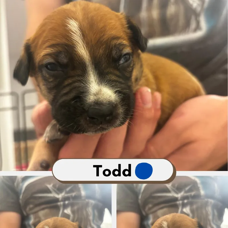 Todd