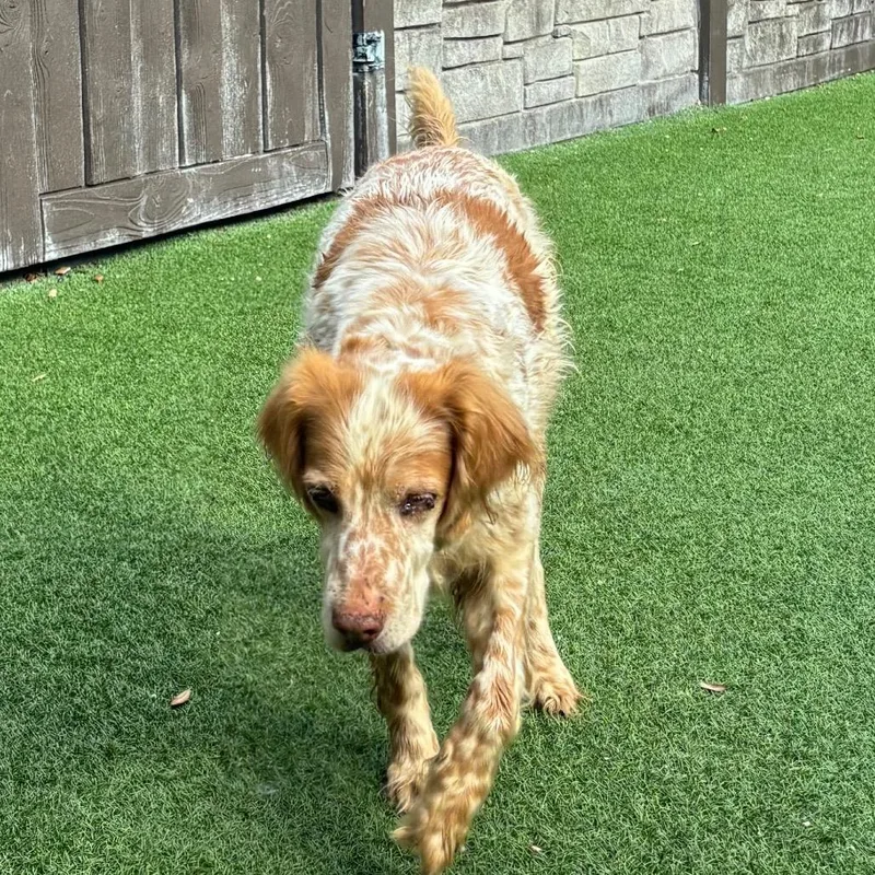 A senior medium-sized female Red / Chestnut / Orange English Setter dog named Ginger for adoption in LOXAHATCHEE, FL