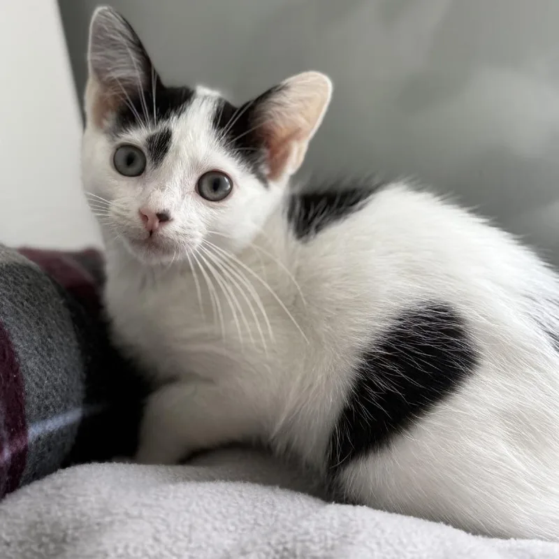 A baby small-sized female Black Domestic Short Hair cat named Tippy for adoption in Ridgely, MD