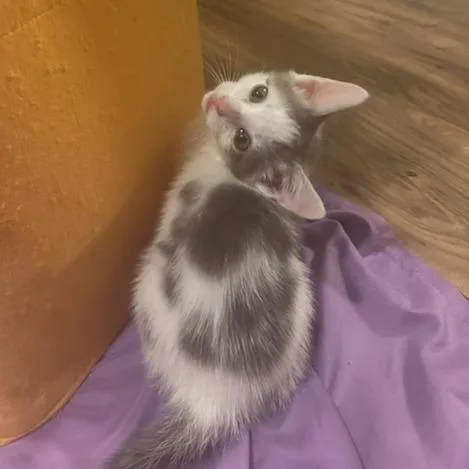 A baby small-sized female White Domestic Short Hair cat named Mirabel for adoption in Woodstock, VA