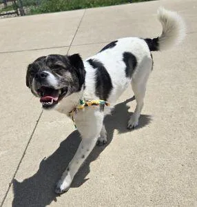 An adult small-sized female Pug dog named Daisy for adoption in Bucyrus, OH