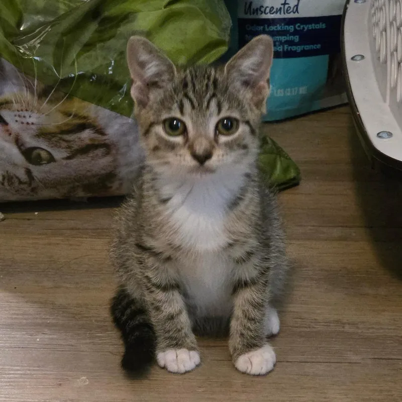 A baby medium-sized female Tabby (Gray / Blue / Silver) Domestic Short Hair cat named Roxie for adoption in Beulaville, NC