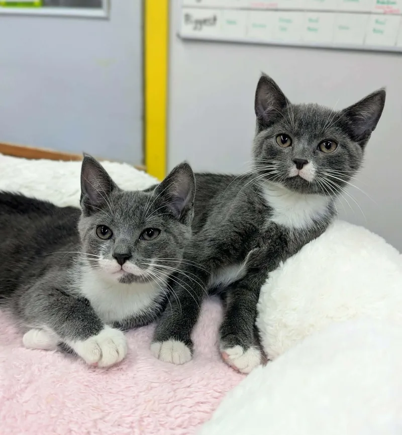 A baby small-sized female Gray & White Domestic Short Hair cat named Bubbles and Blossom for adoption in Delhi, NY