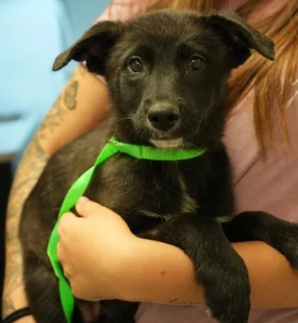 A young small-sized female Shepherd dog named Kelly for adoption in Bowling Green, KY