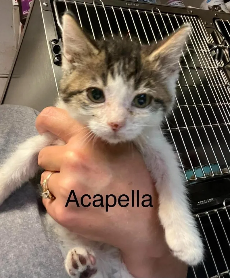 A baby small-sized female Tiger cat named Acapella for adoption in Princeton, IN