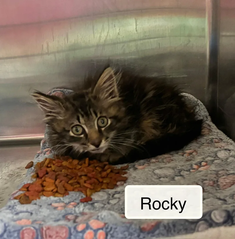 A baby small-sized male Tabby (Brown / Chocolate) Domestic Long Hair cat named Rocky for adoption in Ellicott City, MD