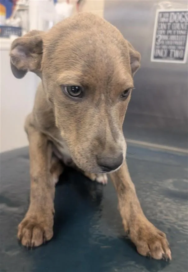A baby small-sized male Plott Hound dog named Brett for adoption in Mobile, AL