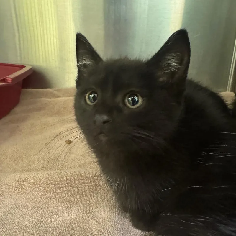 A baby small-sized male Domestic Medium Hair cat named MONTStray__ for adoption in Perkiomenville, PA