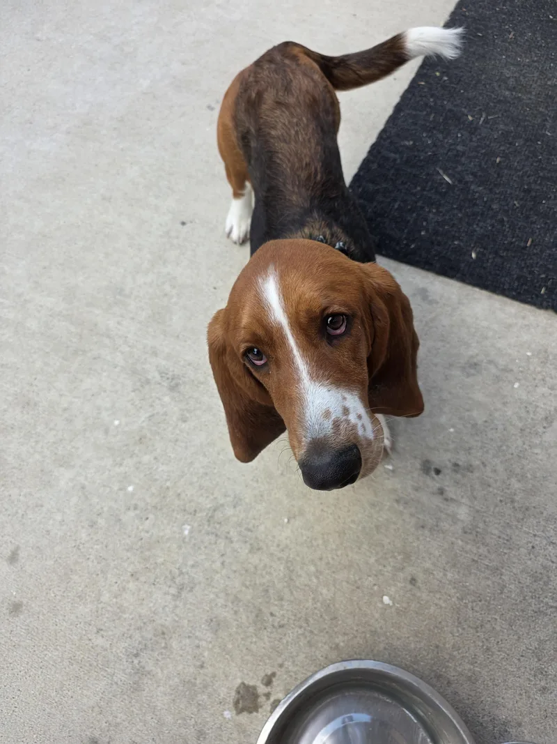 A baby medium-sized male Basset Hound dog named Cookie for adoption in Frisco, TX