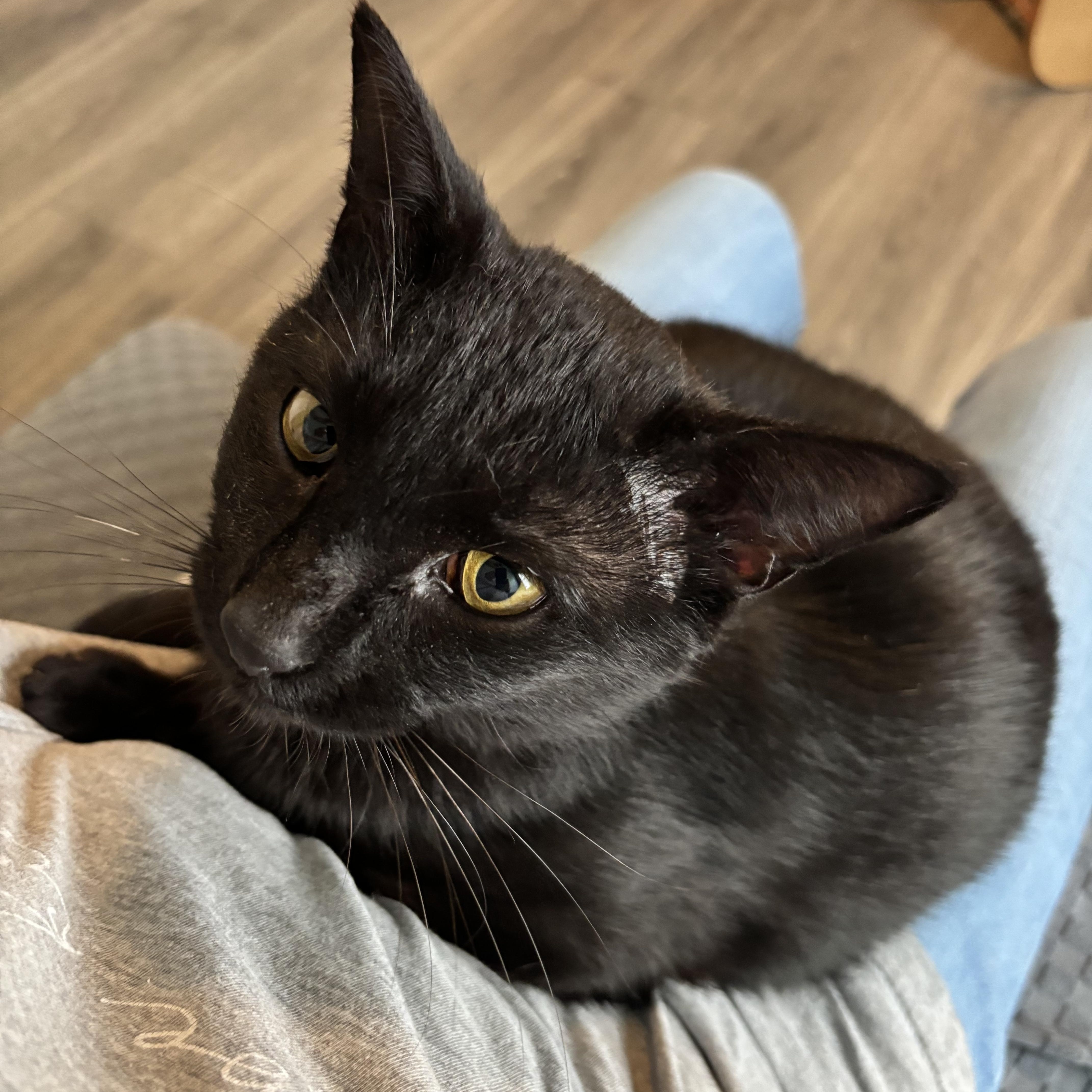 Otis The Playtime Pro thumbnail 3