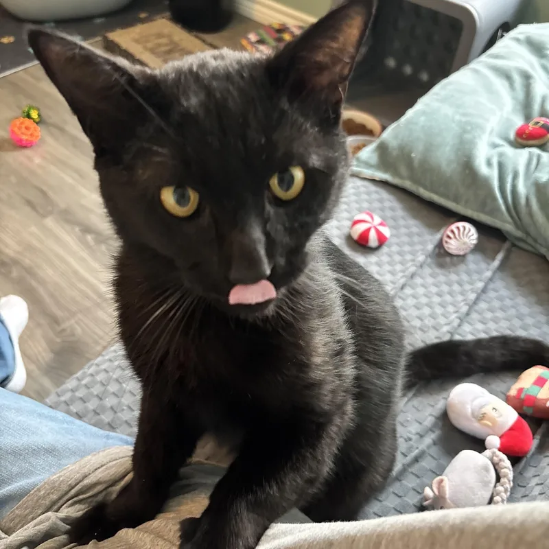 Otis The Playtime Pro thumbnail 4