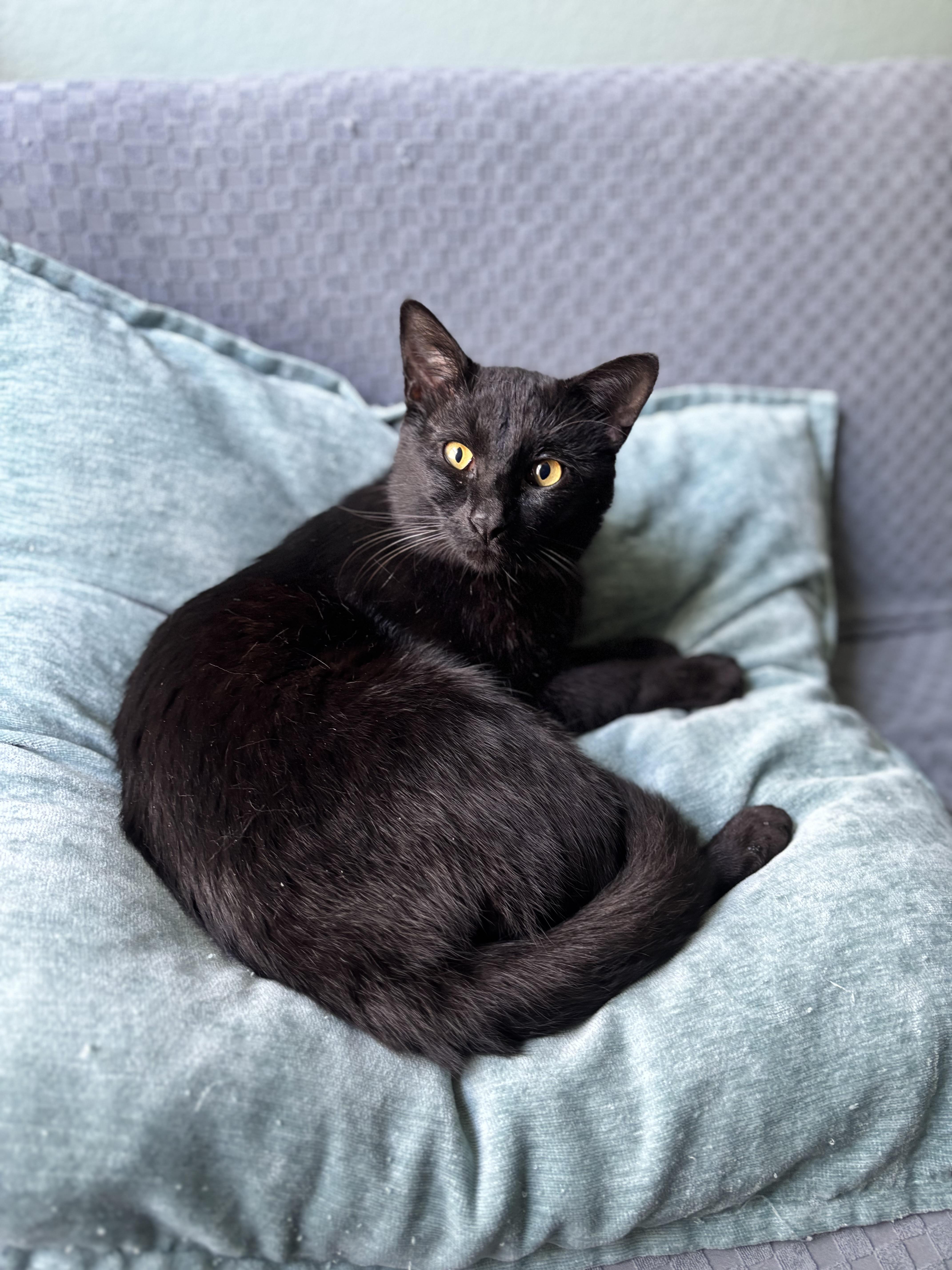 Otis The Playtime Pro thumbnail 5