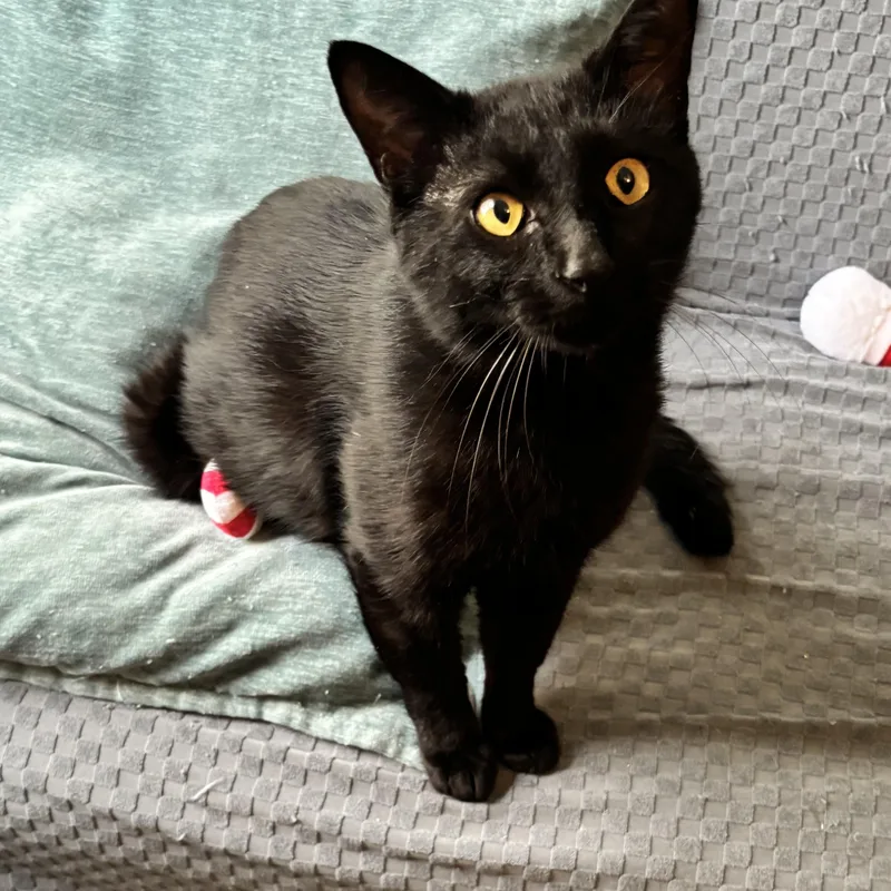 An adult medium-sized male Black Domestic Short Hair cat named Otis The Playtime Pro for adoption in Plano, TX