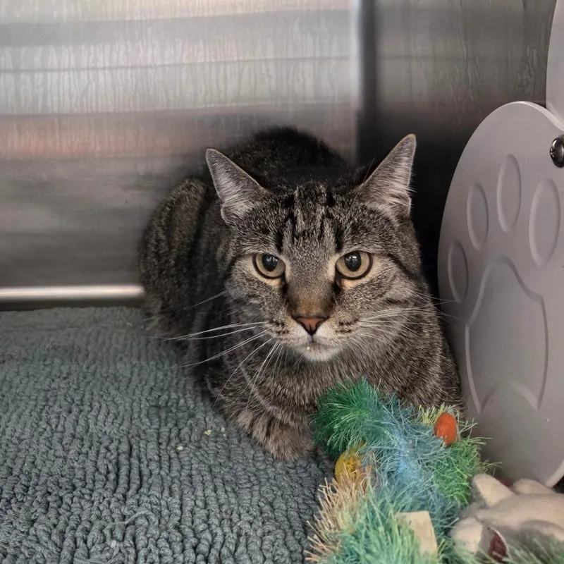 A senior small-sized male Brown / Chocolate Domestic Short Hair cat named Razzy for adoption in Port Charlotte, FL