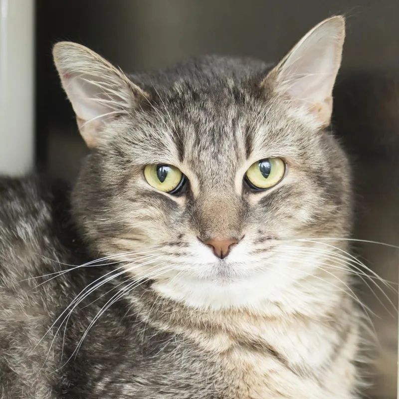 An adult extra large-sized male Gray / Blue / Silver Domestic Short Hair cat named Charles for adoption in Middletown, RI