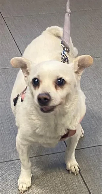 A senior small-sized female Chihuahua dog named Penny for adoption in Rancho Cucamonga, CA