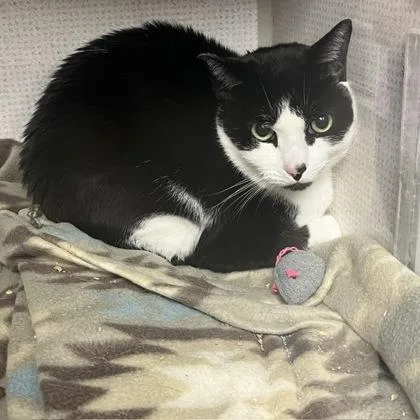 An adult medium-sized female Domestic Long Hair cat named Cowboy for adoption in East Brookfield, MA