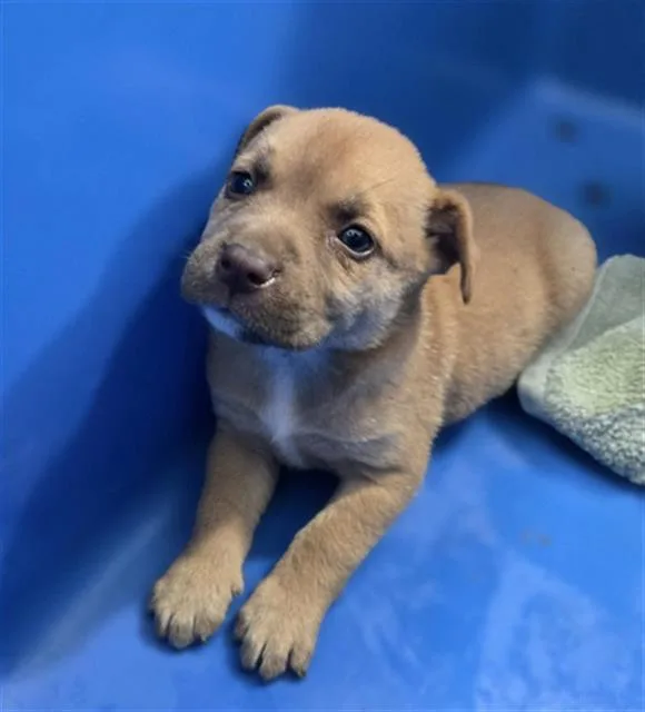 A baby large-sized female Mixed Breed dog named Merlot for adoption in Dallas, TX
