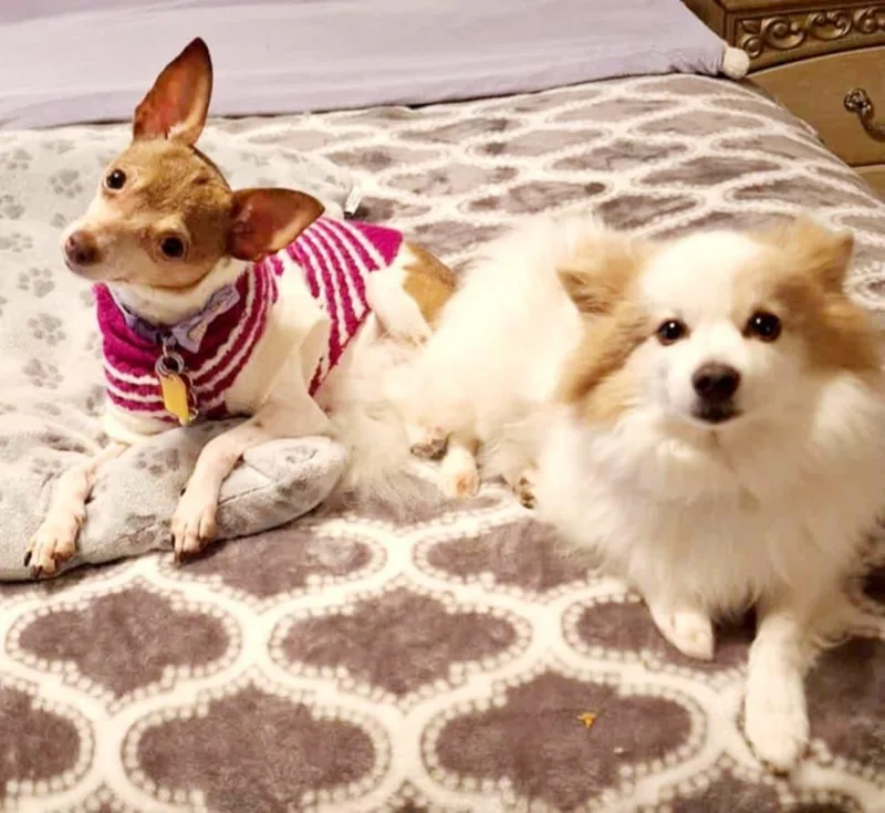 Cinnamon! thumbnail 2