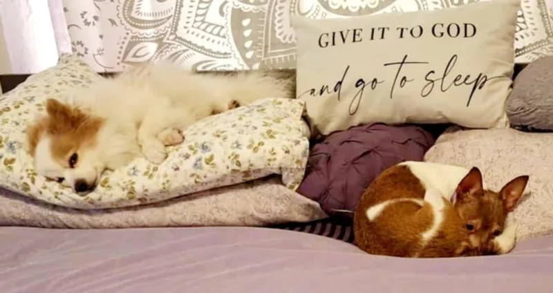 Cinnamon! thumbnail 3