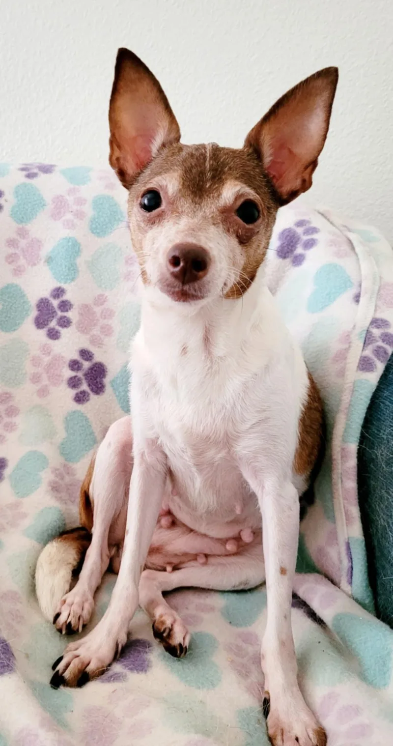 Cinnamon! thumbnail 4