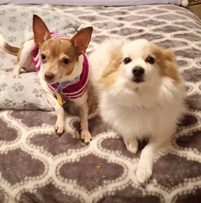 Cinnamon! thumbnail 5