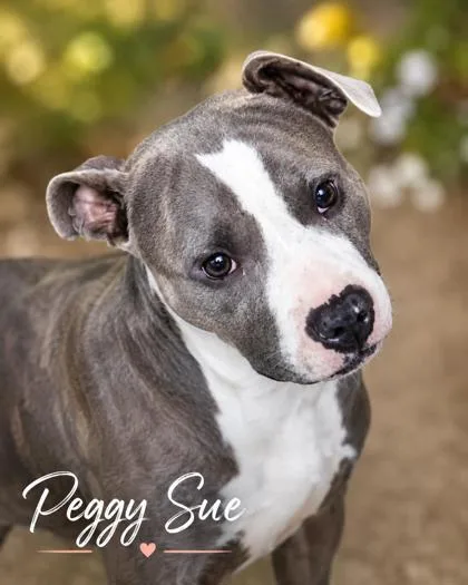 An adult medium-sized female Pit Bull Terrier dog named Peggy Sue for adoption in West Memphis, AR