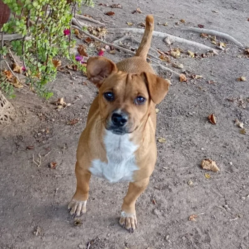 An adult small-sized female Brown / Chocolate Chihuahua dog named Greta for adoption in Escondido, CA