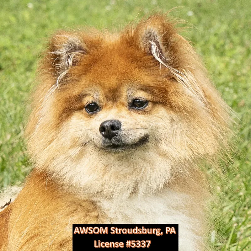 A young small-sized female Golden Pomeranian dog named Ginger for adoption in Stroudsburg, PA
