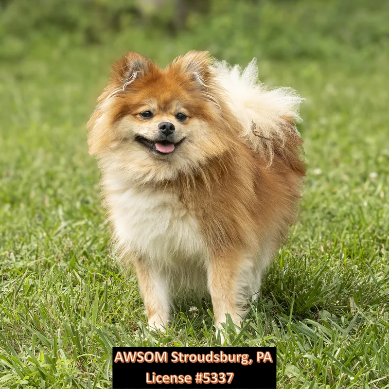 Ginger thumbnail 2