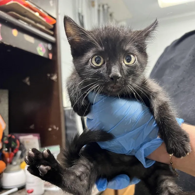 A baby small-sized male Black Domestic Short Hair cat named Sam for adoption in Summerville, SC