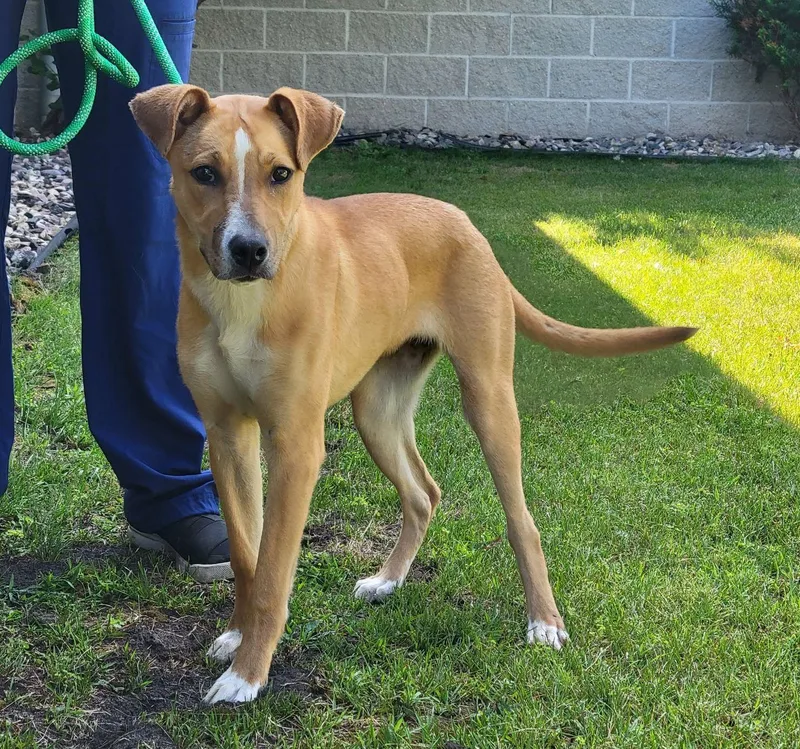 A young medium-sized female Mixed Breed dog named Poppy for adoption in Portage, WI