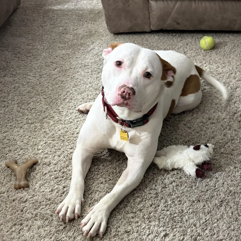 An adult medium-sized female White / Cream Pit Bull Terrier dog named Kona for adoption in Colmar, PA