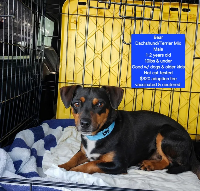 An adult small-sized male Dachshund dog named Bear for adoption in Oviedo, FL