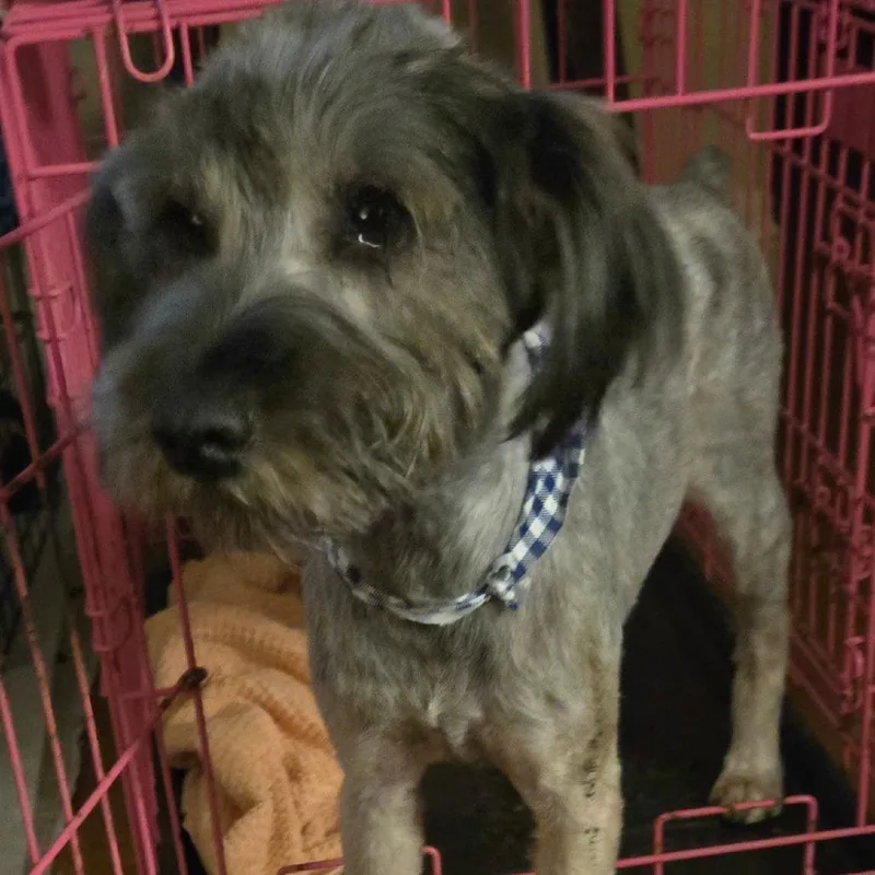 An adult small-sized male Gray / Blue / Silver Standard Schnauzer dog named Charlie for adoption in Floresville, TX