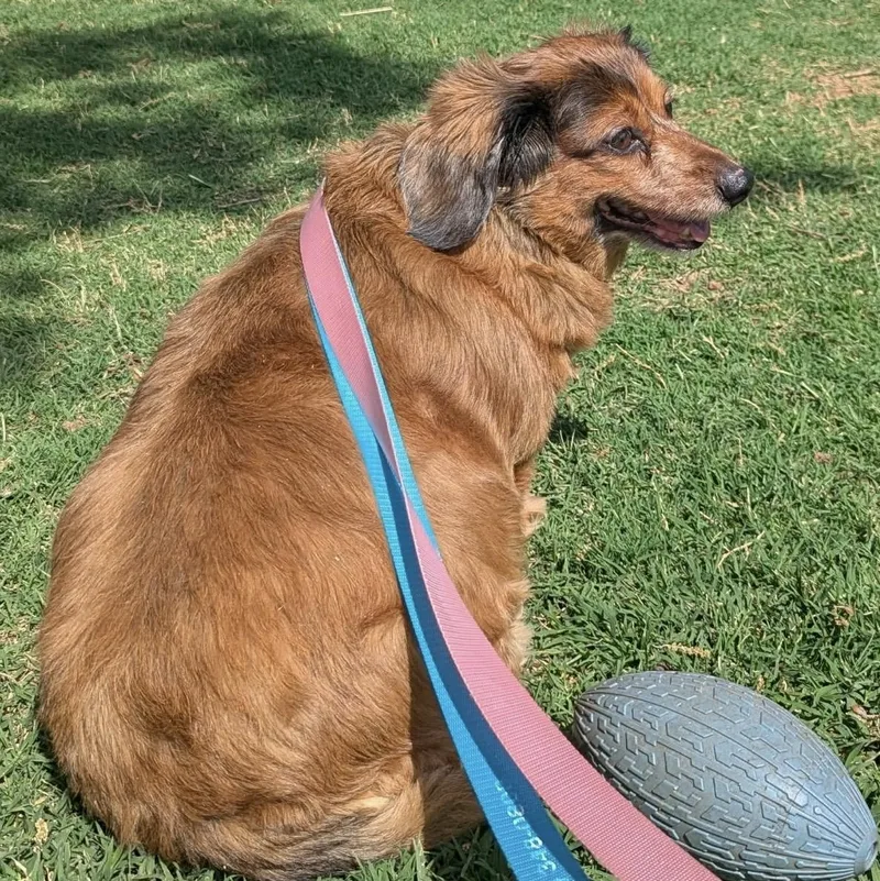 A senior small-sized female Brown / Chocolate Dachshund (Long Haired) dog named Lucy for adoption in Pelham, NH