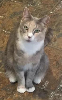 An adult large-sized female Domestic Short Hair cat named April for adoption in New Freedom, PA