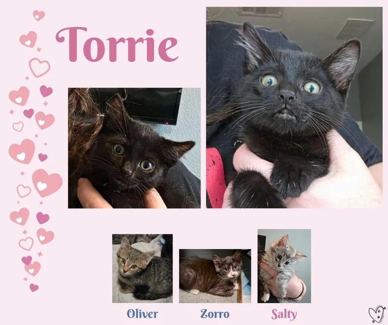 A baby medium-sized female Black Domestic Short Hair cat named Torrie for adoption in Trophy Club, TX