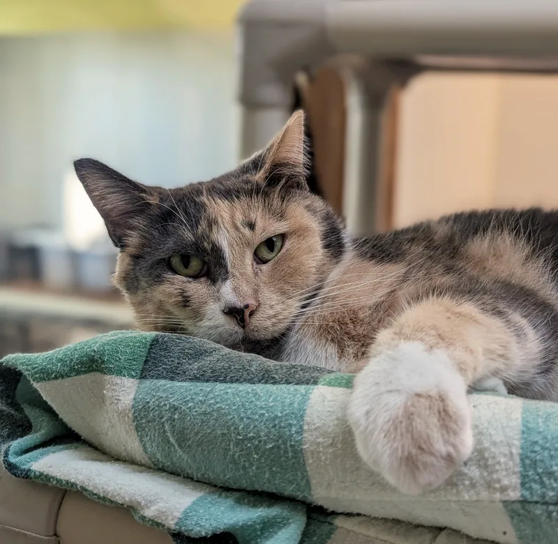 Frenchie thumbnail 2