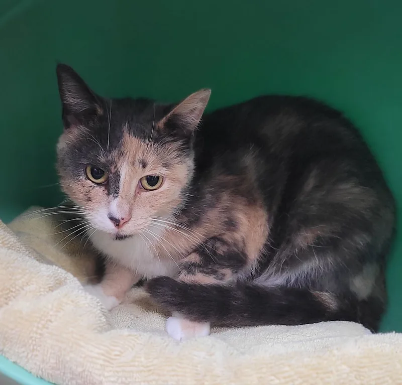 Frenchie thumbnail 3