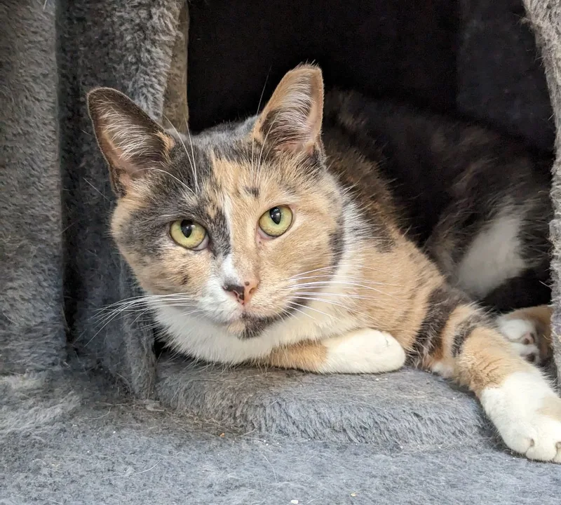 Frenchie thumbnail 4